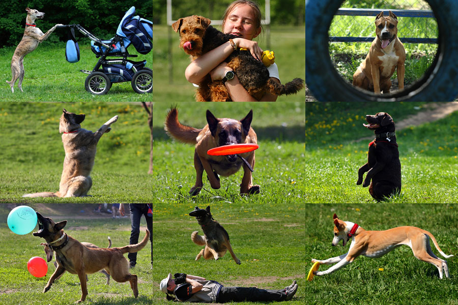 Дрессировка, кинология, воспитание и содержание со_0.jpg